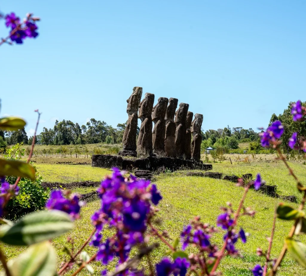 The seven moai of Ahu Akivi seen through purple flowers in the foreground, grassland and eucalyptus around.