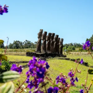 The seven moai of Ahu Akivi seen through purple flowers in the foreground, grassland and eucalyptus around.